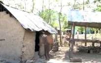 Ninh Thuận: Nắng hạn nghiêm trọng nhất trong thập kỷ