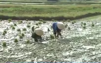 Cảnh báo nguy cơ đột quỵ chết người vì nắng nóng