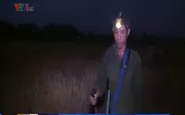Nông dân Nghệ An gặp khó khăn vì nắng nóng kinh hoàng