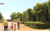 Hạn hán, Quảng Trị thiếu nước nghiêm trọng