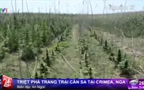 Nga: Triệt phá trang trại cần sa rộng 2.000 m2 tại Crimea
