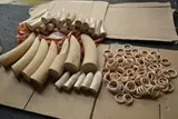 Vận chuyển trái phép 43,5kg ngà voi châu Phi