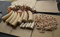TP.HCM: Bắt giữ 47 kg ngà voi tại sân bay Tân Sơn Nhất