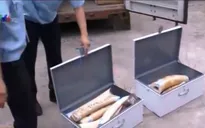 Bắt giữ hơn 65kg nghi là sừng tê giác và ngà voi tại Nội Bài