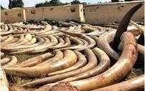 Thái Lan: Thu giữ hơn 3 tấn ngà voi nhập lậu từ Kenya