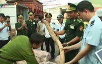 Bắt giữ lượng “khủng” ngà voi, sừng tê giác tại Đà Nẵng