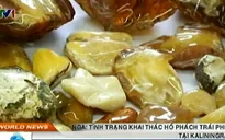 Khai thác hổ phách trái phép gia tăng tại Kaliningrad, Nga