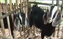 “Ngân hàng dê” - Cơ hội giúp nông dân thoát nghèo
