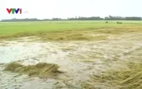 Đồng Tháp: Trạm bơm hoạt động cầm chừng, nhiều diện tích lúa bị ngập úng