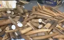 Kiên Giang: Bắt giữ vụ vận chuyển gần 400 kg ngà voi