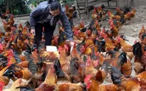 Nghệ An : Không có bệnh nhân nhiễm cúm A/H5N6
