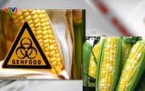 Hiệu quả kinh tế của giống ngô biến đổi gen?