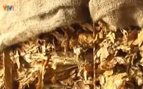 Cao Bằng: Thu giữ hơn 2,3 tấn nguyên liệu thuốc lá lậu