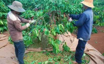 Hướng Hóa, Quảng Trị: Khan hiếm nhân công thu hoạch cà phê