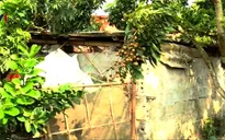 Người trồng nhãn lúng túng với quy chuẩn VietGAP