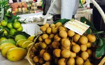 Xuất khẩu sang Mỹ 100 tấn nhãn Đồng Tháp