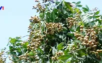 Lô nhãn Hưng Yên đầu tiên chuẩn bị sang Mỹ