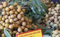 Nhãn sạch Hưng Yên sẵn sàng chờ xuất khẩu