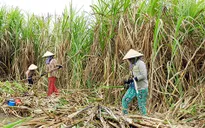 Diện tích trồng mía bị thu hẹp ở ĐBSCL