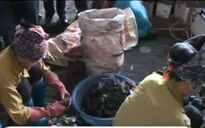 Hưng Yên: Phải di dời khẩn cấp 13 hộ tái chế chì ở làng nghề Đông Mai