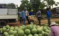 Dưa hấu miền Trung tăng giá trở lại