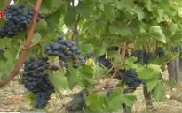 Italy được mùa rượu vang