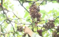 Ninh Thuận: Giá nho xuống thấp kỷ lục, nhiều nhà vườn lâm cảnh ‘trắng tay’