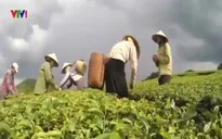 Quản lý đất đai tại các nông lâm trường: Nhiều bất cập