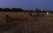 Tránh nắng nóng, nông dân ra đồng từ… 3h sáng