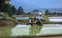 Nông dân Hàn Quốc cấy lúa như thế nào?