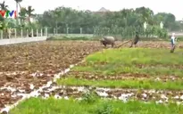 Chính sách thu hút DN đầu tư vào nông nghiệp chưa hiệu quả