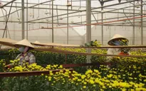Nông dân đổi đời nhờ nông nghiệp công nghệ cao
