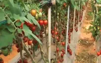 Lâm Đồng: Phát triển công nghệ cao trong nông nghiệp