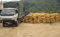 Hiệu quả từ mô hình bao tiêu nông sản cho người dân