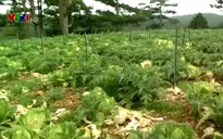 Nạn trộm cắp nông sản đe dọa nông dân