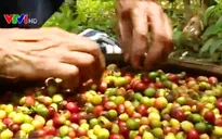 Hàng nông sản ít quan tâm tới thị trường trong nước