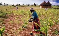 Zimbabwe: Người dân cắt bữa do thiếu lương thực