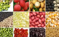 Năm 2015 - Tỷ lệ xuất siêu nông sản thấp nhất trong 25 năm