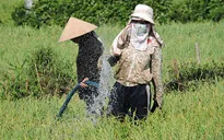 Nguy cơ thiếu nước tưới trầm trọng vụ Đông Xuân tại ĐBSCL