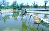 Gia tăng nhu cầu nước ngọt cho ngành nông nghiệp