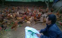 Nông dân Hà Nội có nguy cơ đổ nợ ngân hàng vì nuôi gà thua lỗ