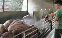 Đình chỉ 2 công ty ở Đồng Nai sử dụng chất cấm trong chăn nuôi