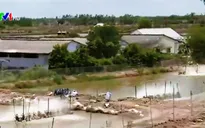 ĐBSCL: Người nuôi tôm đồng loạt treo ao