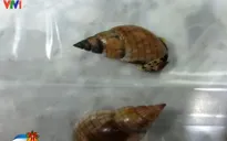 Ăn nhuyễn thể lạ, cẩn thận nguy cơ ngộ độc