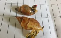 Hà Tĩnh: Xác minh loại ốc lạ khiến 3 ngư dân tử vong