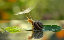 Nguy cơ nhiễm ký sinh trùng do ăn ốc sên