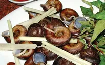 Ốc Xu núi Bà - Đặc sản riêng có của Tây Ninh