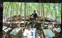 Nông dân miền Trung chi tiền tỷ nuôi ong mật