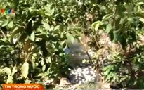 Sóc Trăng: Ổi rớt giá thê thảm, nông dân bỏ không thu hoạch