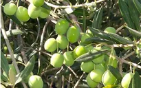 Biến đổi khí hậu đe doạ ngành trồng ô liu tại Tunisia